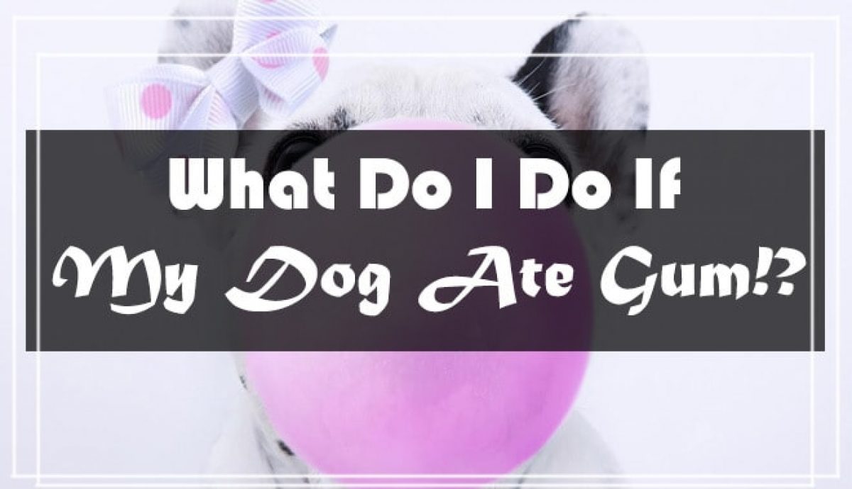 What Happens When A Dog Eats Gum