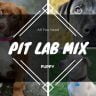 Pitbull Lab mix