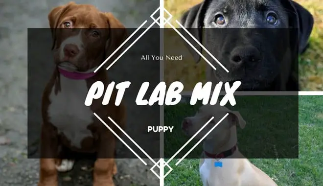 Pitbull Lab mix