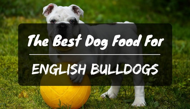 The Best Dog Food For English Bulldogs In 2021 Petdt