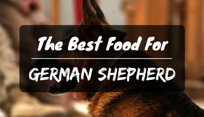 Best food for german shepherd