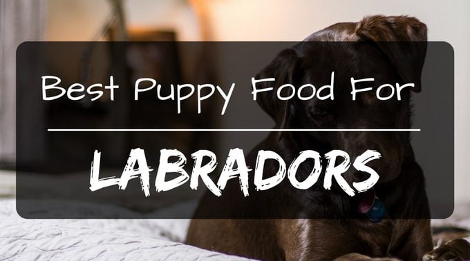 Best puppy food for labs