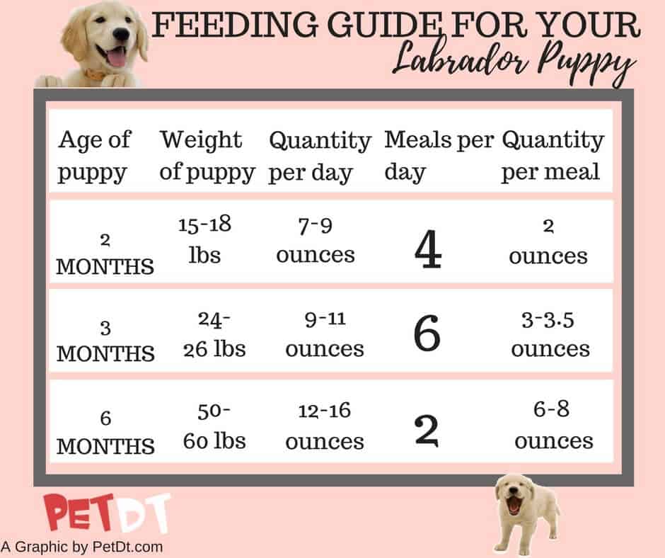 labrador puppy food guide