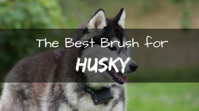 Best brush for husky