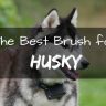 Best brush for husky