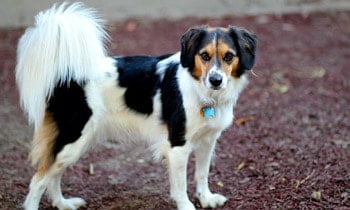 Border Collie Beagle Mix