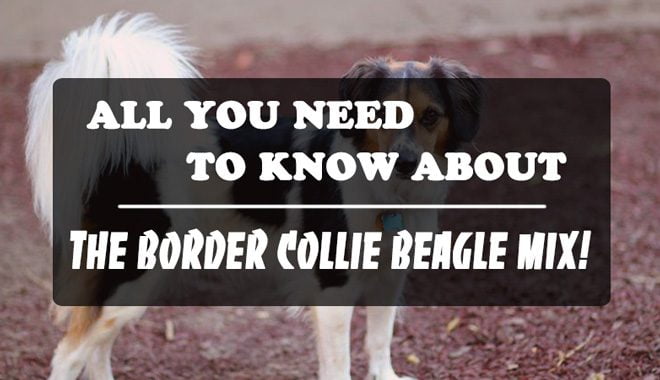 Border collie beagle mix thumbnail