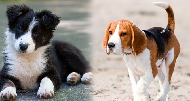 border collie beagle lab mix