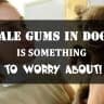 Pale gums in dogs