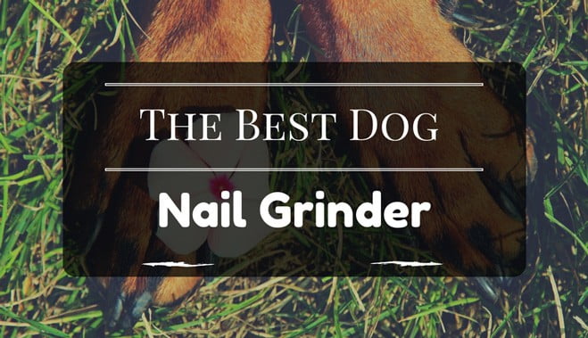 Best dog nail grinder