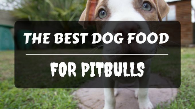 Best dog food for pitbulls 2