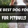 Best dog food for pitbulls 2