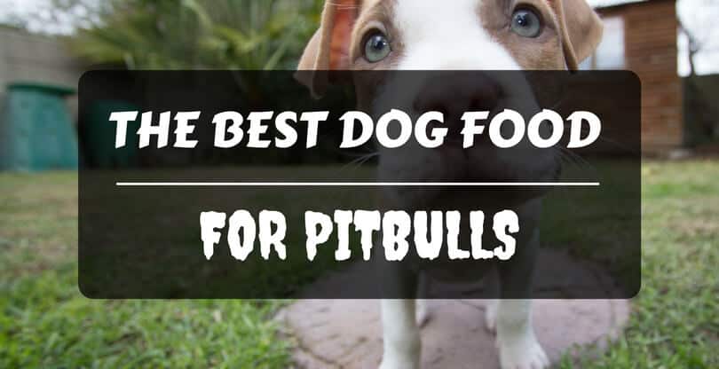 best food for the money the best food for pitbulls that money can buy petdt a best food for the money the best food for pitbulls that money can buy petdt a