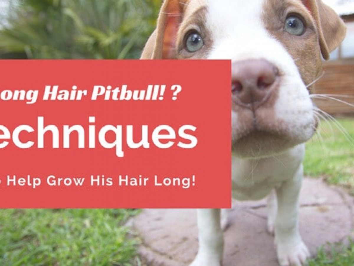 Pitbull with hair
