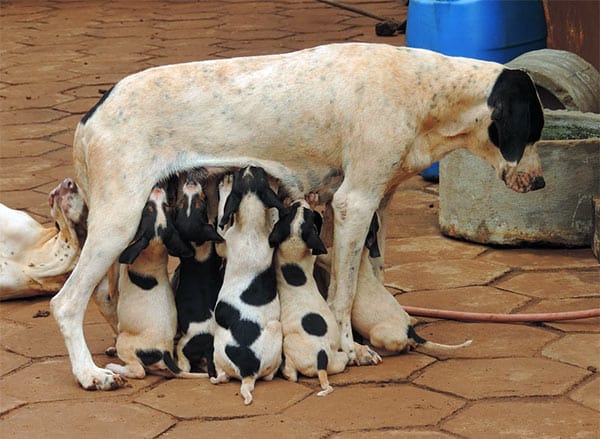 why do mother dogs eat their puppies