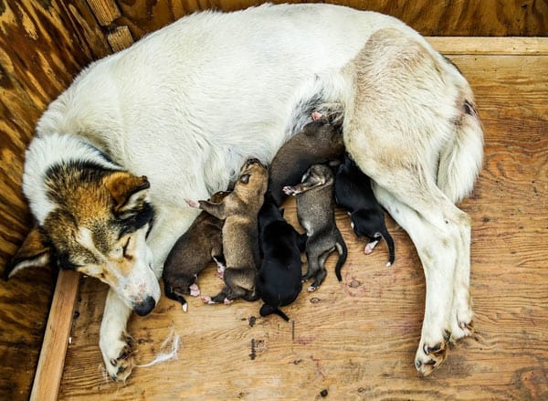 Stressed mother dog with puppies