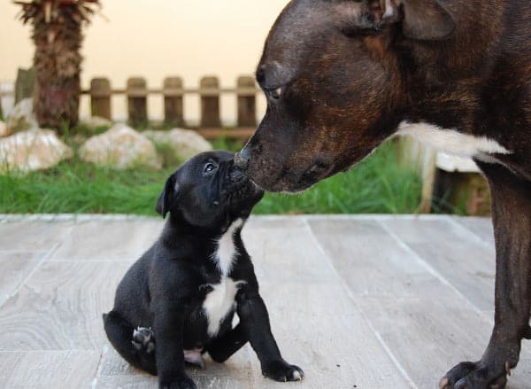 why dogs eat their newborn puppies