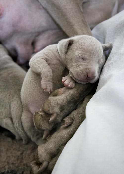 Puppy with her mom