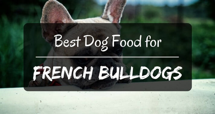 The Best Dog Food for French Bulldogs Money Can Buy - PetDT