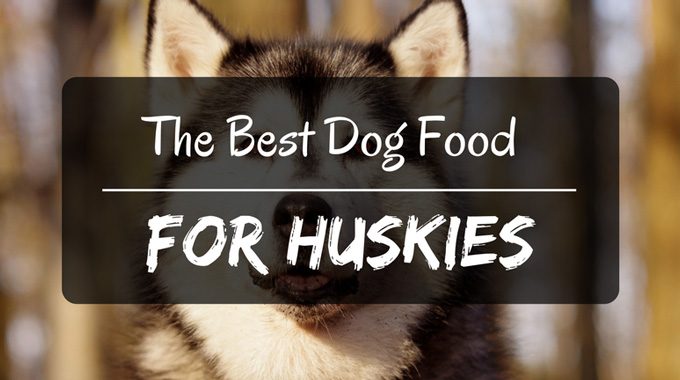 Est dog food for huskies