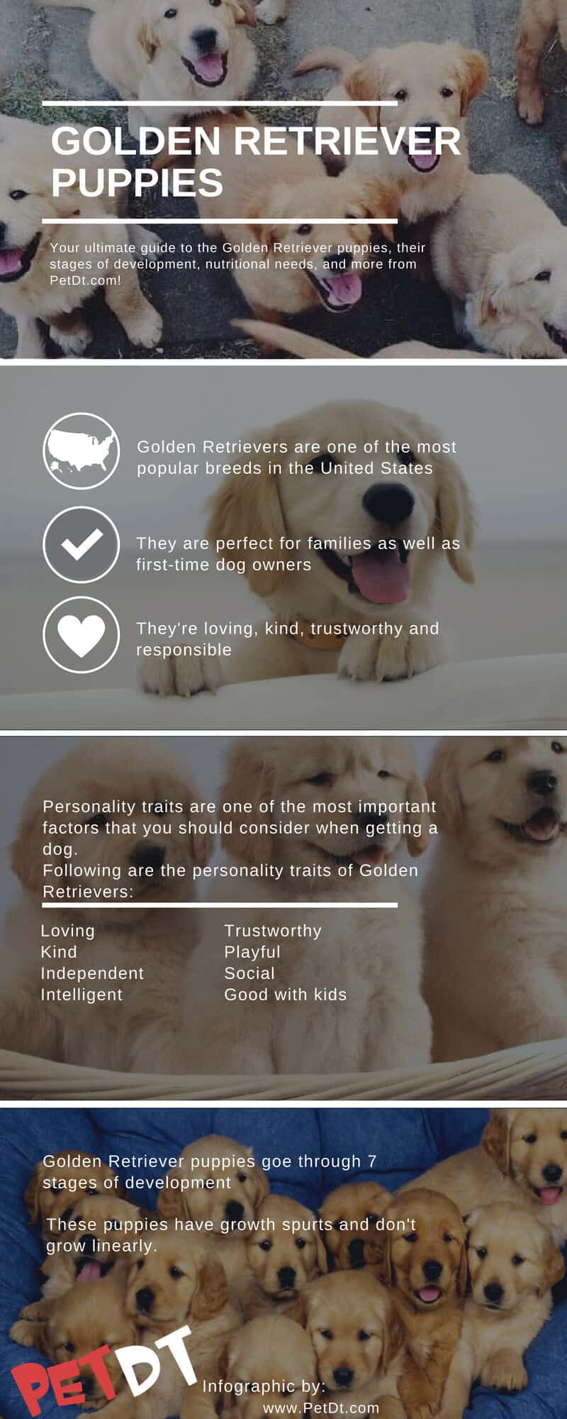 Golden Retriever Puppies The Ultimate Guide Petdt
