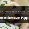 Your guide to golden retriever puppies