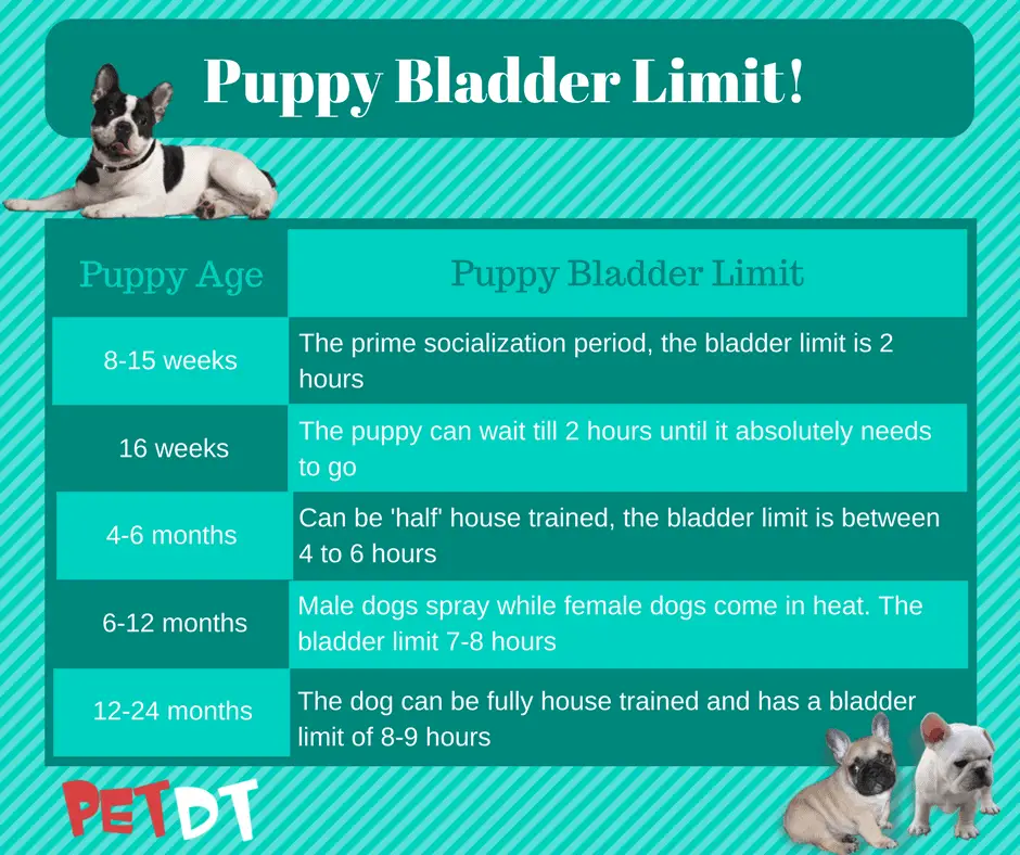 Puppy bladder limit