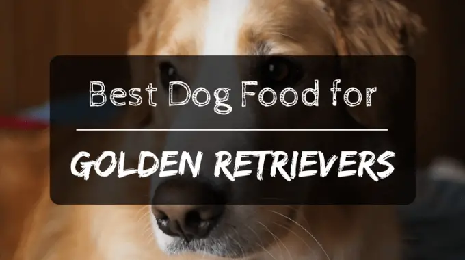 Best dog food for golden retraievers