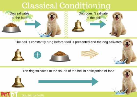 Conditioning a puppy