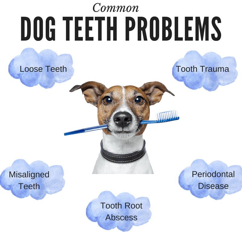 Dog teeth problems