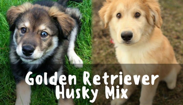 Introducing The Golden Retriever Husky Mix! - PetDt - A dog blog