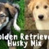 Golden retriever husky mix 1