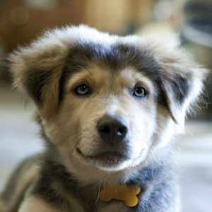 number 1 dog breed 2019 pitbull