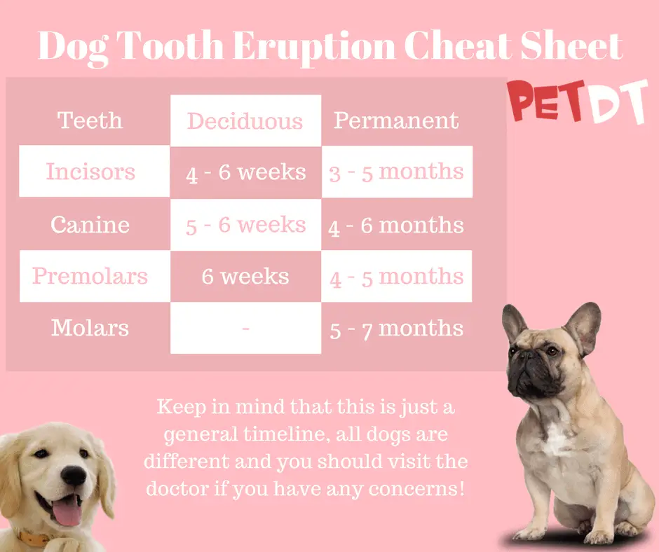 Tooth eruption cheat sheet