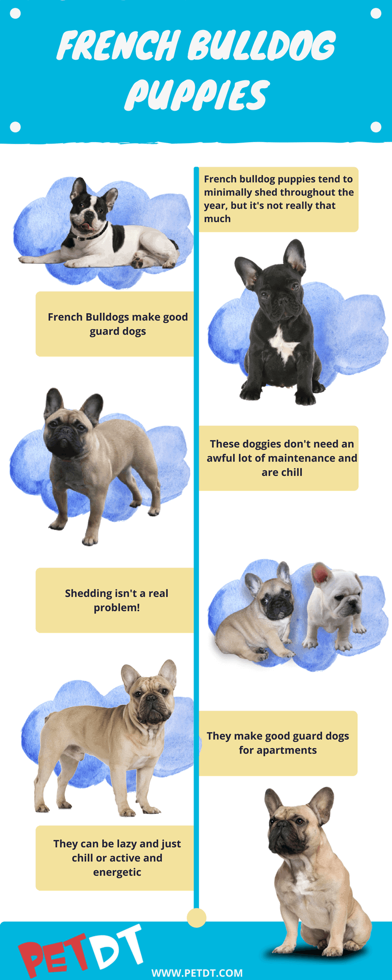 French Bulldog Puppies: A Complete Guide - PetDT