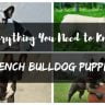 French bulldog puppies thumb