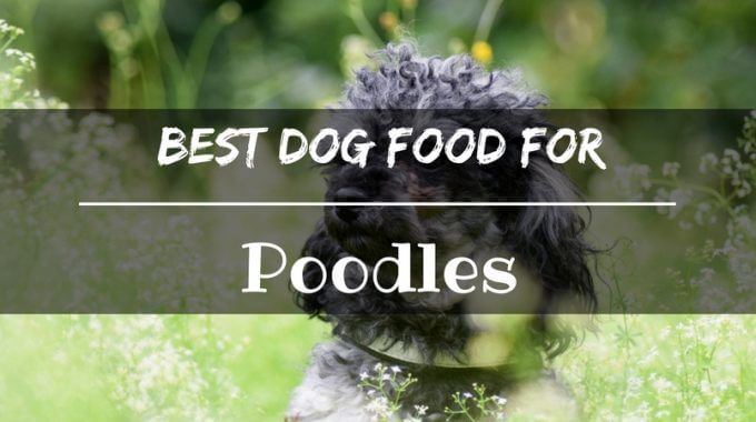 Best dog food for poodles