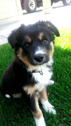 Border collie german shepherd mix 1