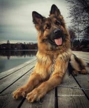 German Shepherd Border Collie Mix: All You Need To Know