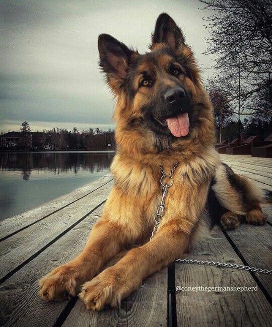 Border collie german shepherd