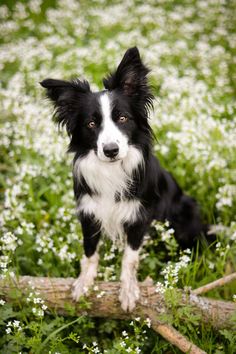 Border collie