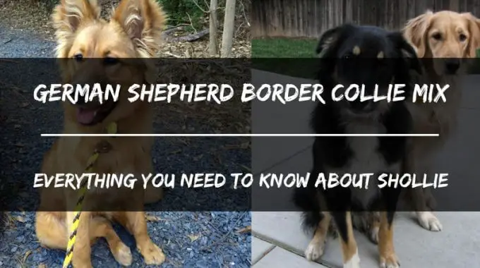 German shepherd border collie mix thumbnail