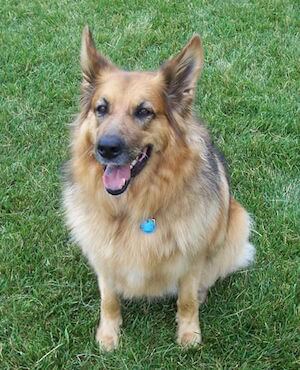 German shepherd border collie