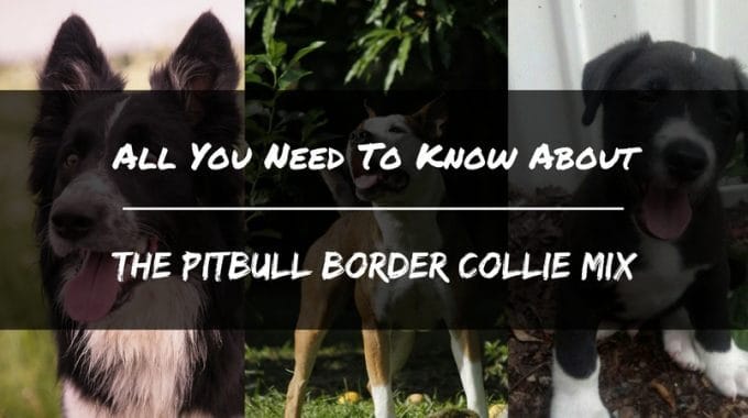 Pitbull border collie mix 1