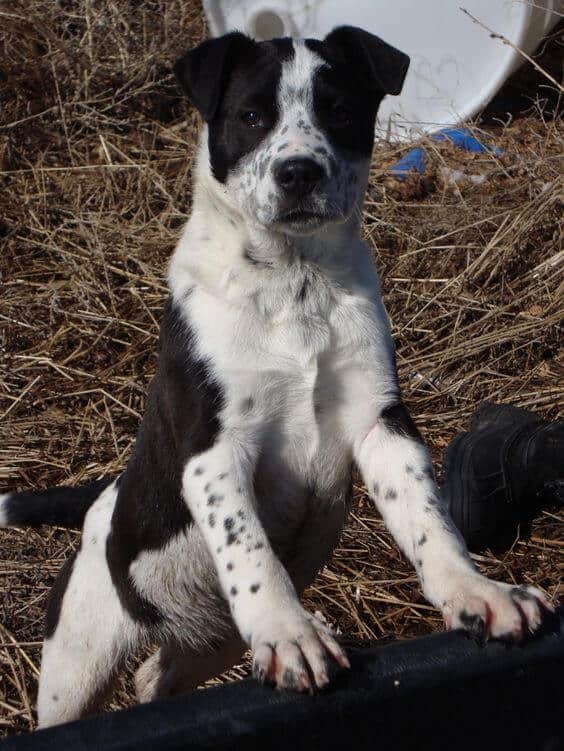 Pitbull border collie mixed breed dog