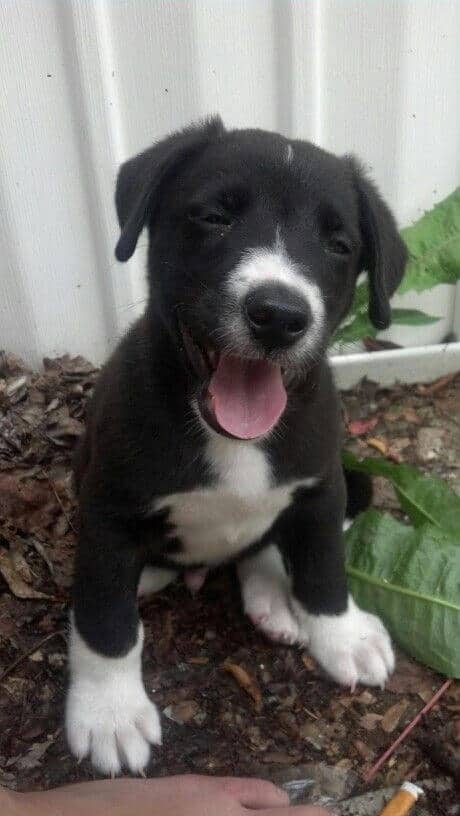 23+ Puppy Short Hair Border Collie Lab Mix