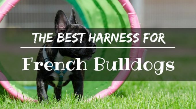 Best harness for french bulldog