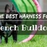 Best harness for french bulldog