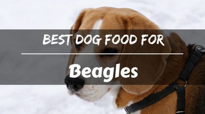Best dog food for beagles