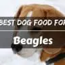 Best dog food for beagles